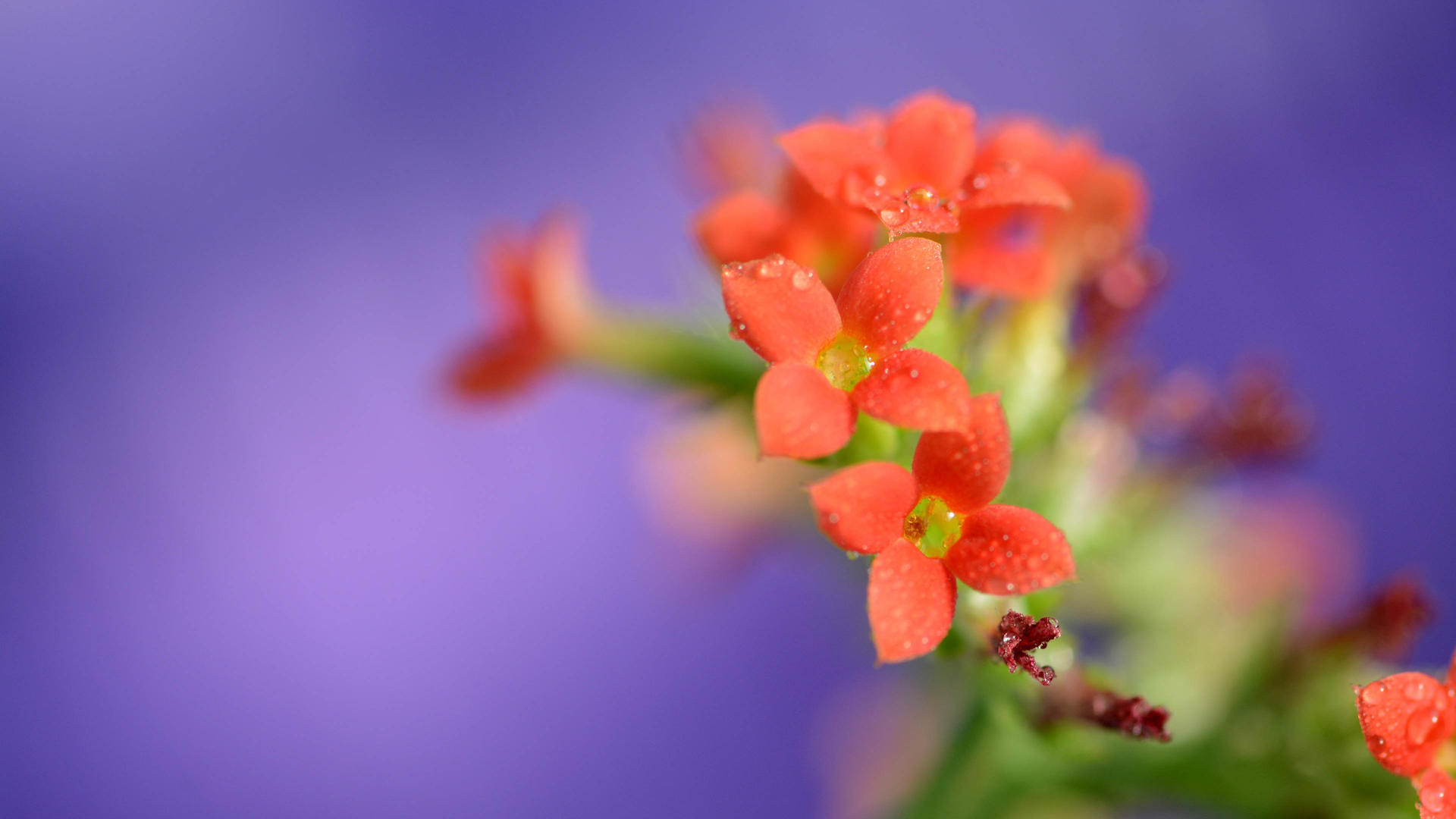 花卉猫花卉交易平台_活动桌面花卉_花卉论坛中文花卉
