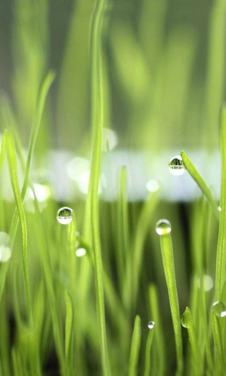 绿色护眼安卓手机壁纸