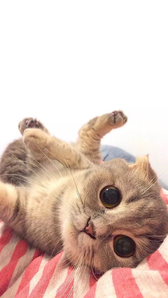 手机壁纸 动物 萌猫 超搞怪喵星人可爱图片锁屏壁纸