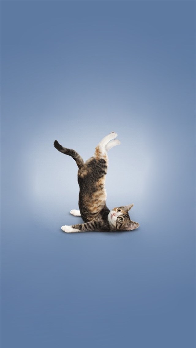 萌宠猫咪瑜伽创意手机壁纸