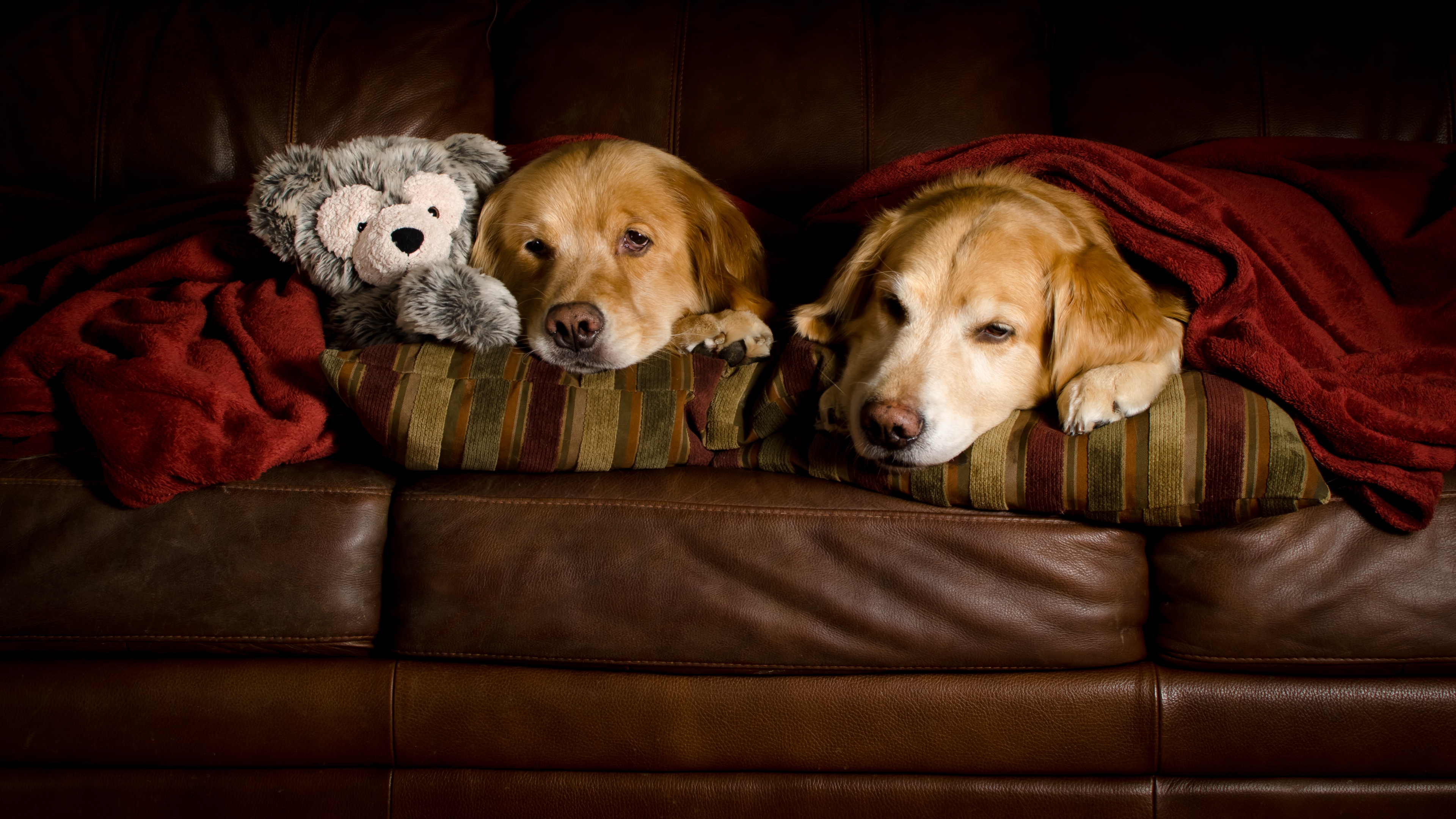 собака на диване dog on the couch загрузить